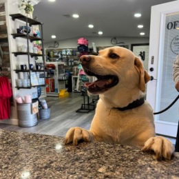 a dog with it's front paws on a counter