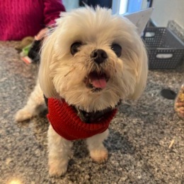 a dog on a counter
