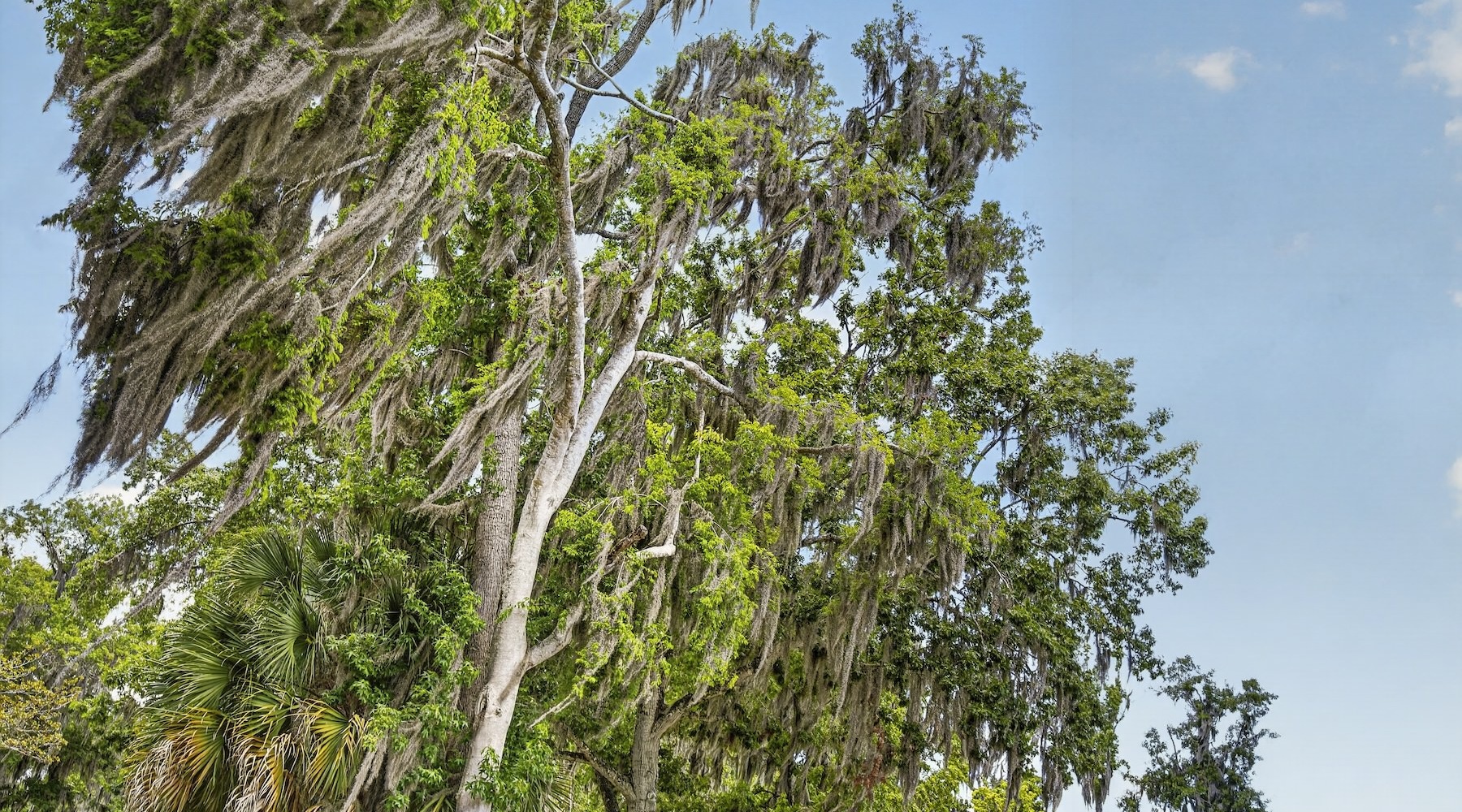 a large tree