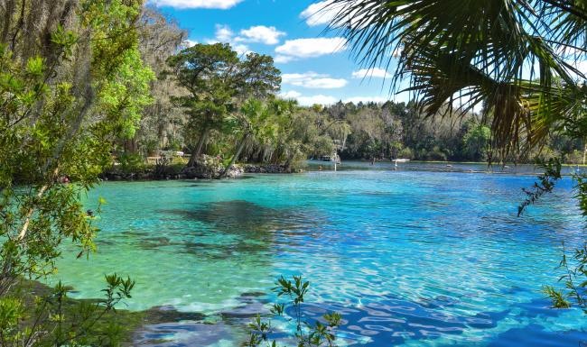 a body of water with trees around it