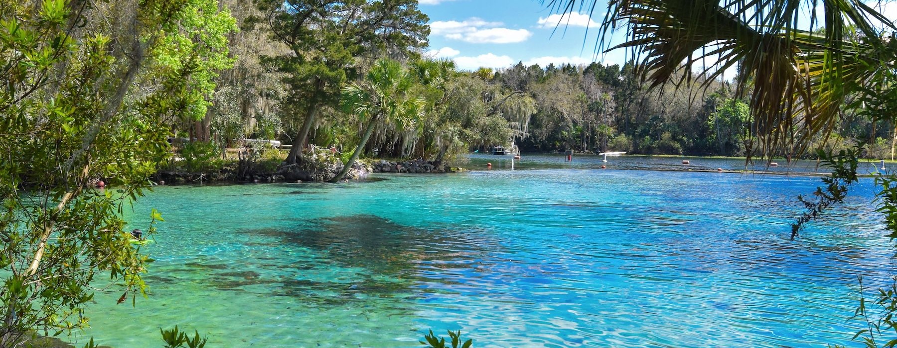 a body of water with trees around it